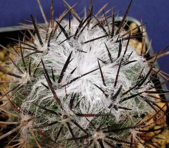 Neoporteria_taltalensis_v_floccosa